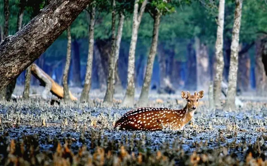 Sundarbans